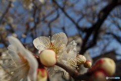 道端に咲く花
