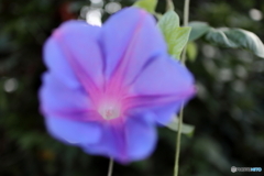 道端に咲く花