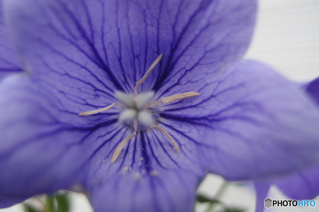 道端に咲く花