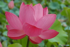 蓮