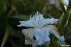 道端に咲く花