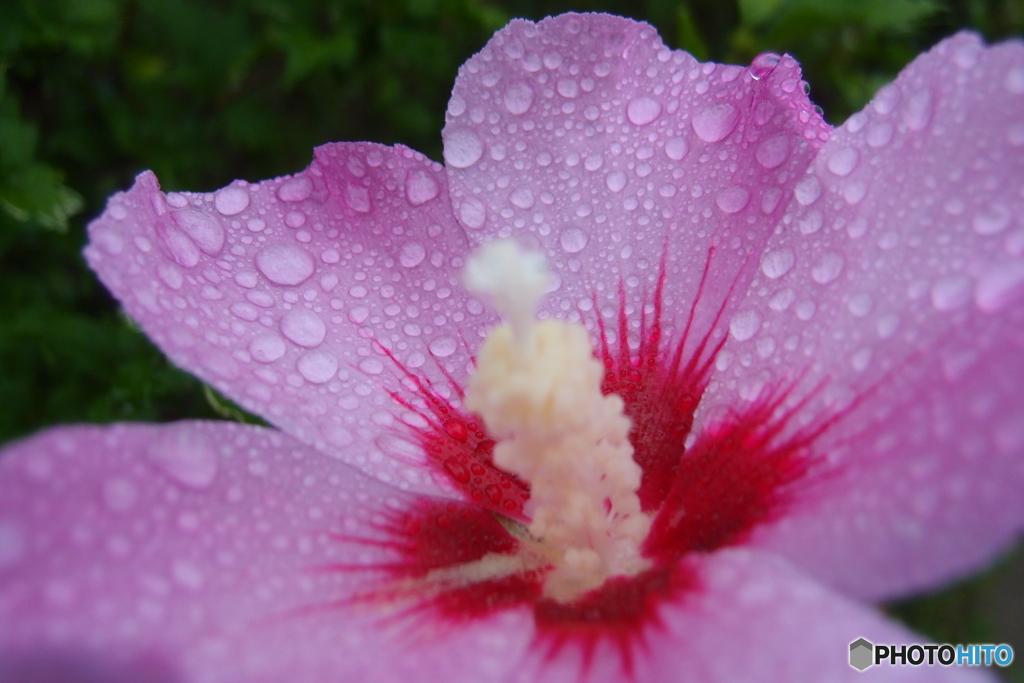 道端に咲く花