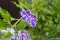 道端に咲く花