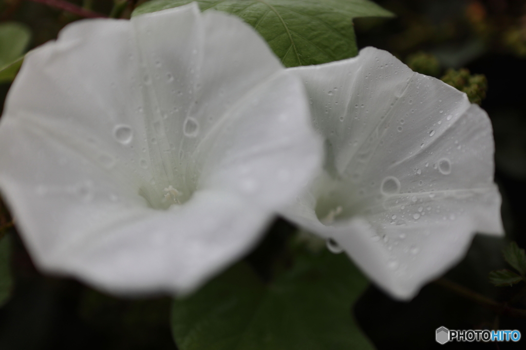 道端に咲く花