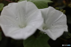 道端に咲く花