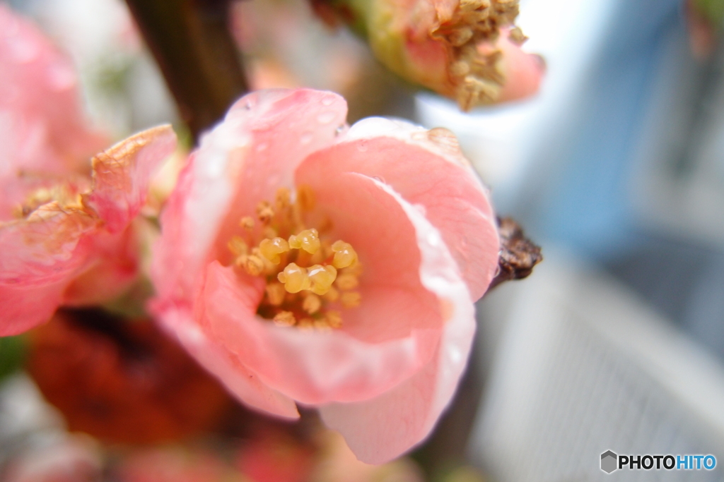 道端に咲く花