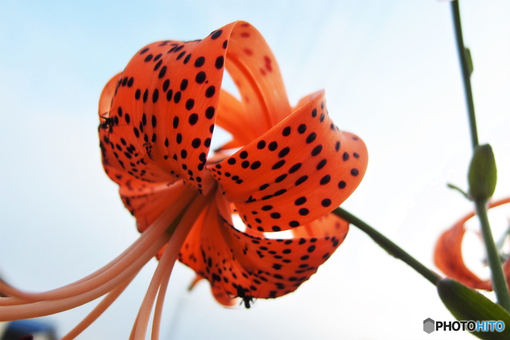 道端に咲く花