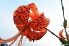 道端に咲く花