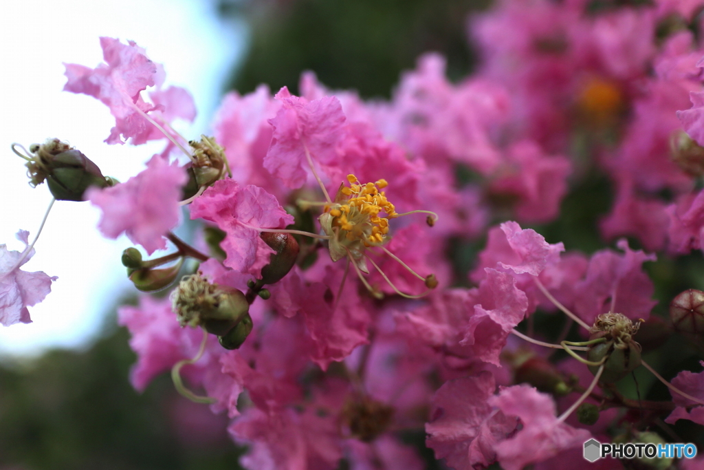 道端に咲く花
