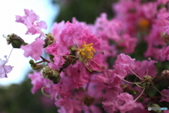道端に咲く花
