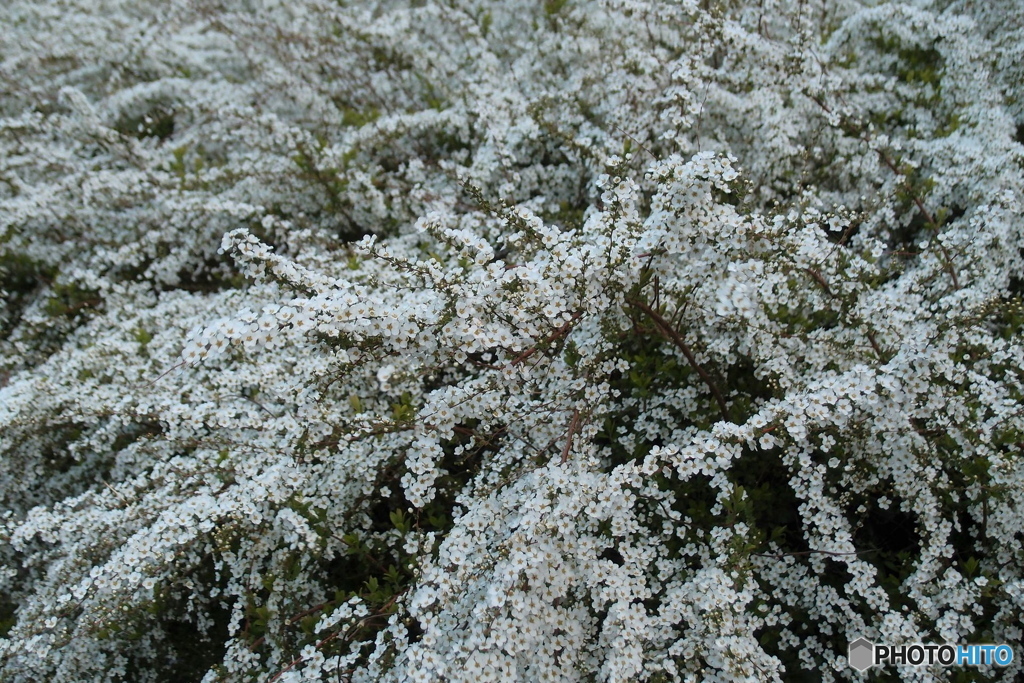 道端に咲く花