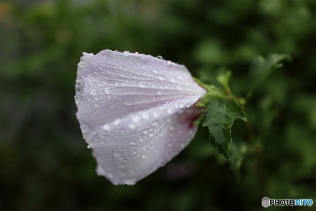 道端に咲く花