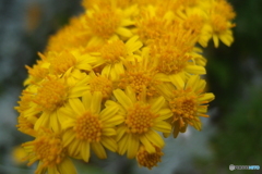 道端に咲く花
