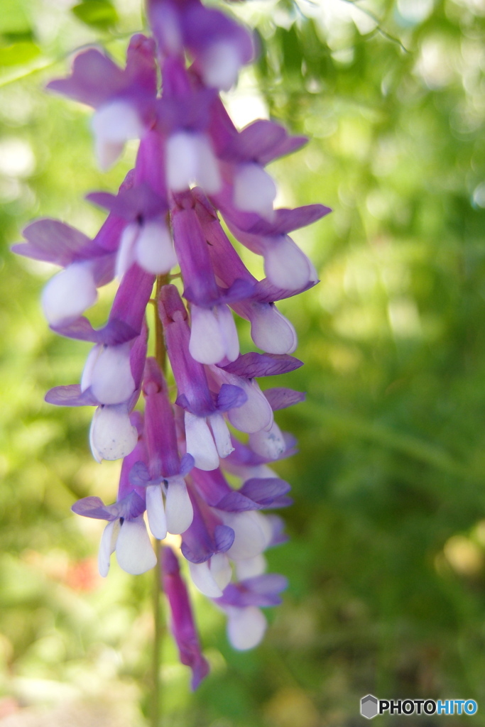 道端に咲く花