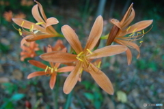 道端に咲く花