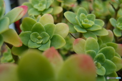 多肉植物
