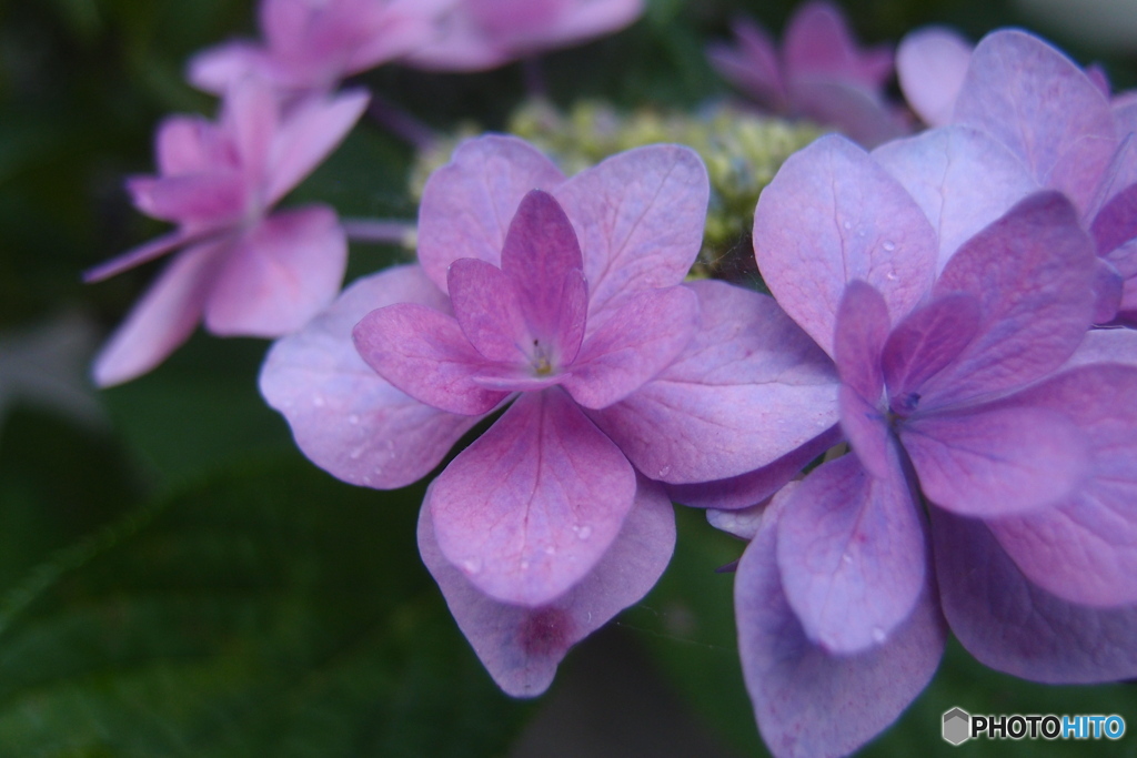 道端に咲く花