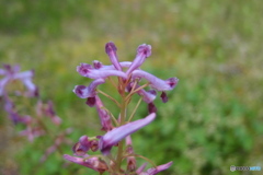 道端に咲く花