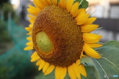 道端に咲く花