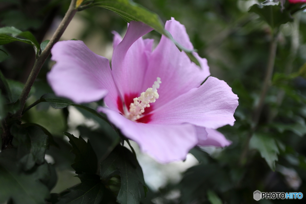 道端に咲く花