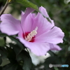 道端に咲く花