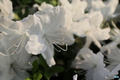 道端に咲く花