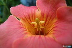 道端に咲く花