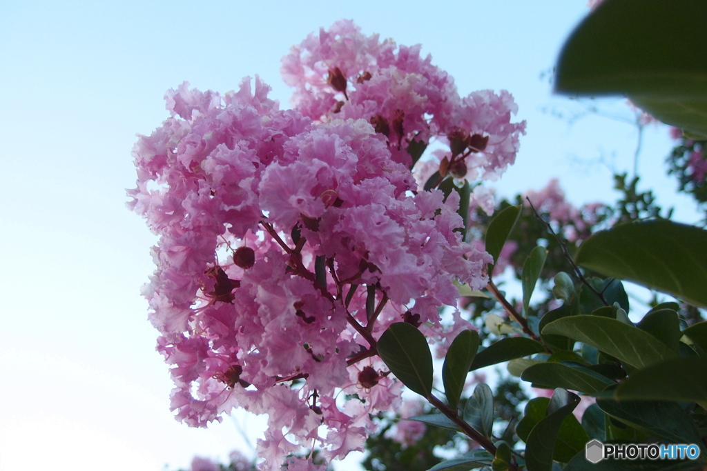 道端に咲く花