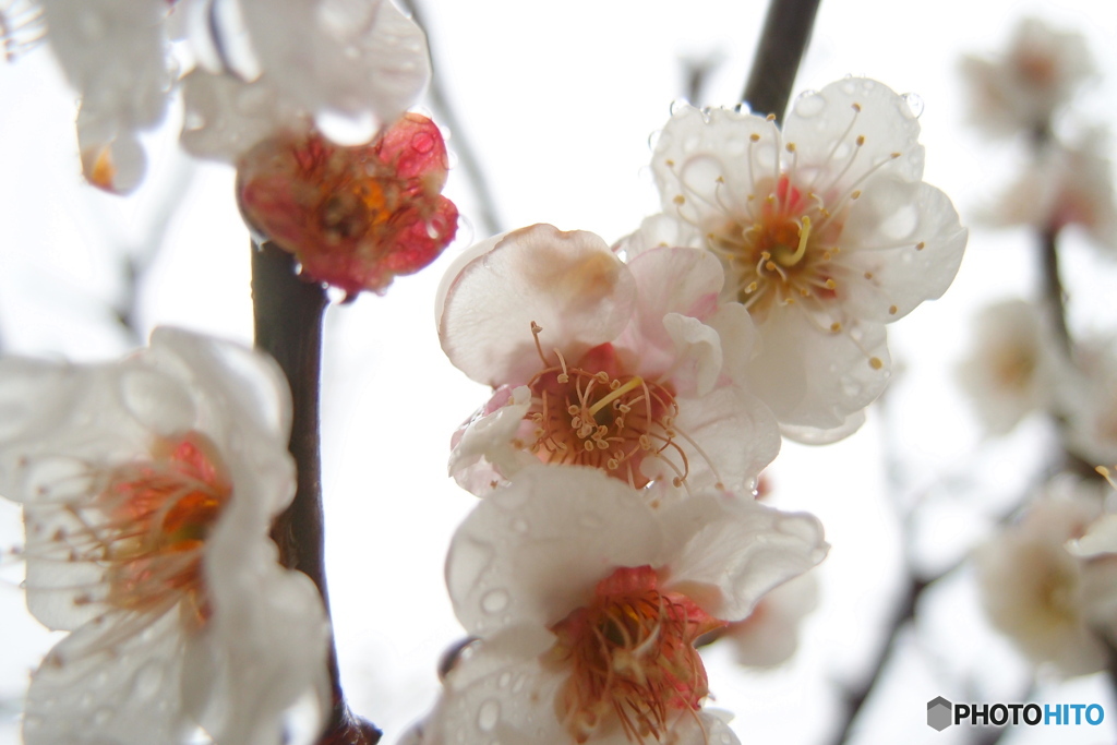 道端に咲く花