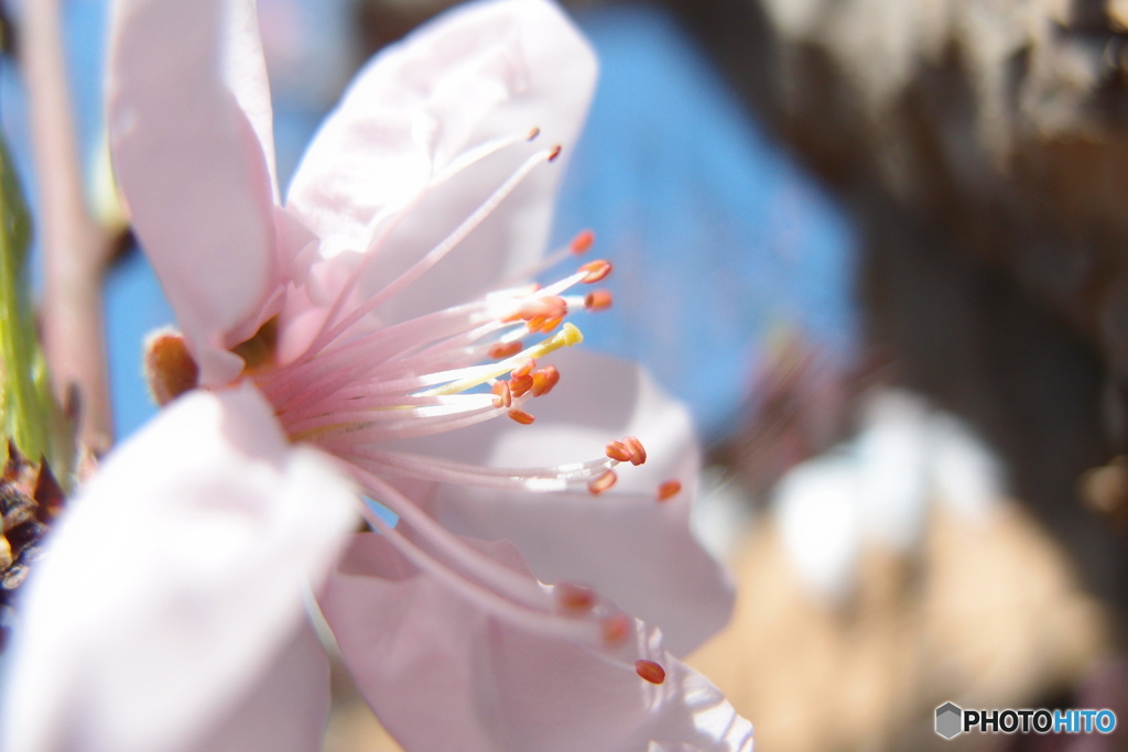 道端に咲く花