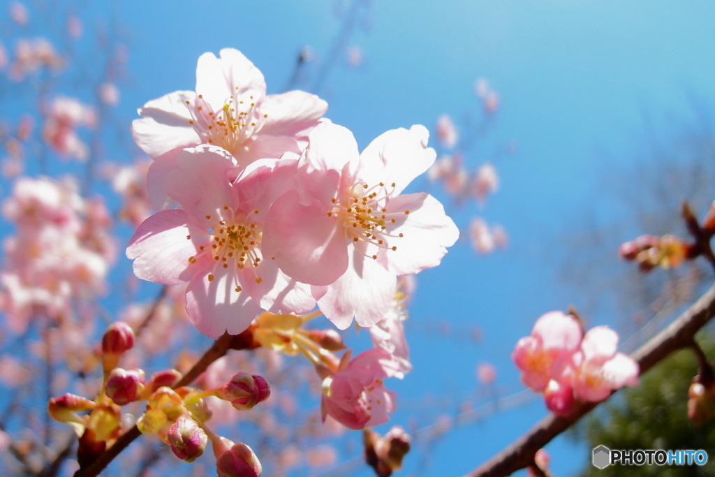 道端に咲く花