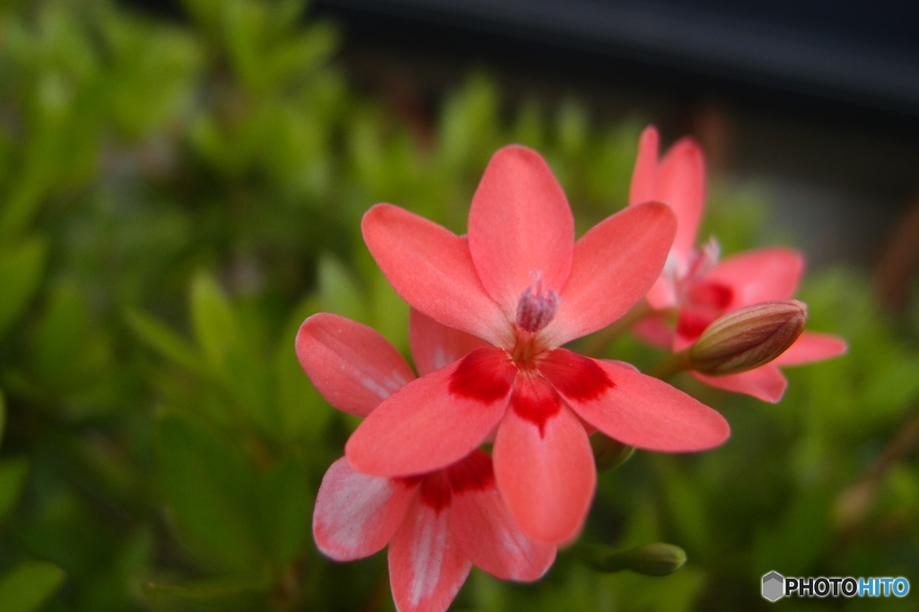 道端に咲く花