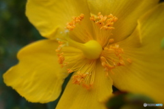 道端に咲く花