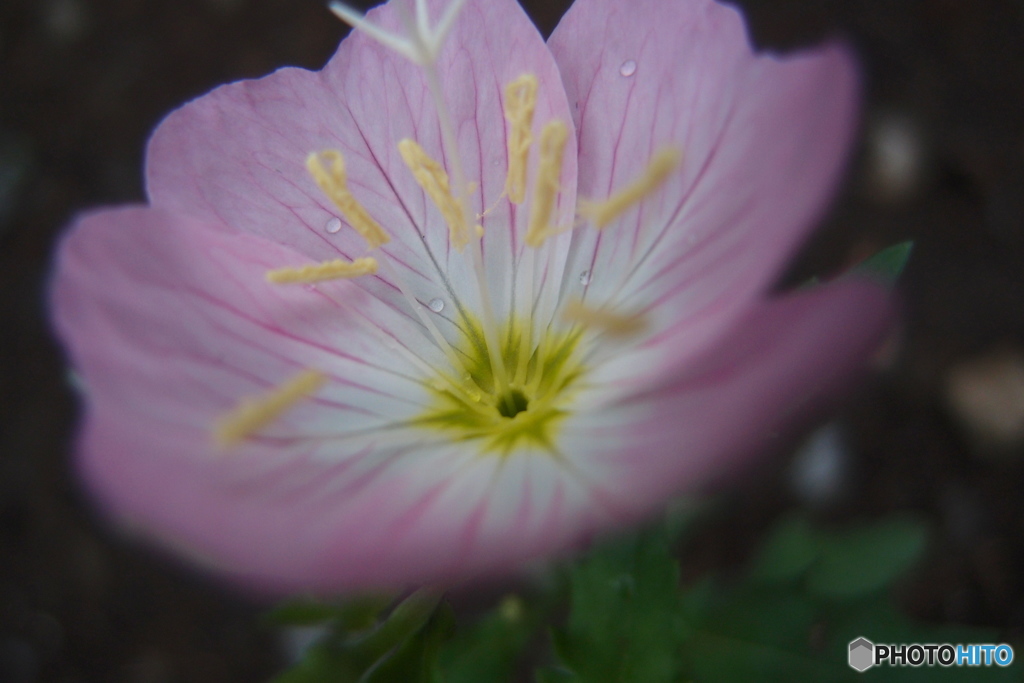 道端に咲く花