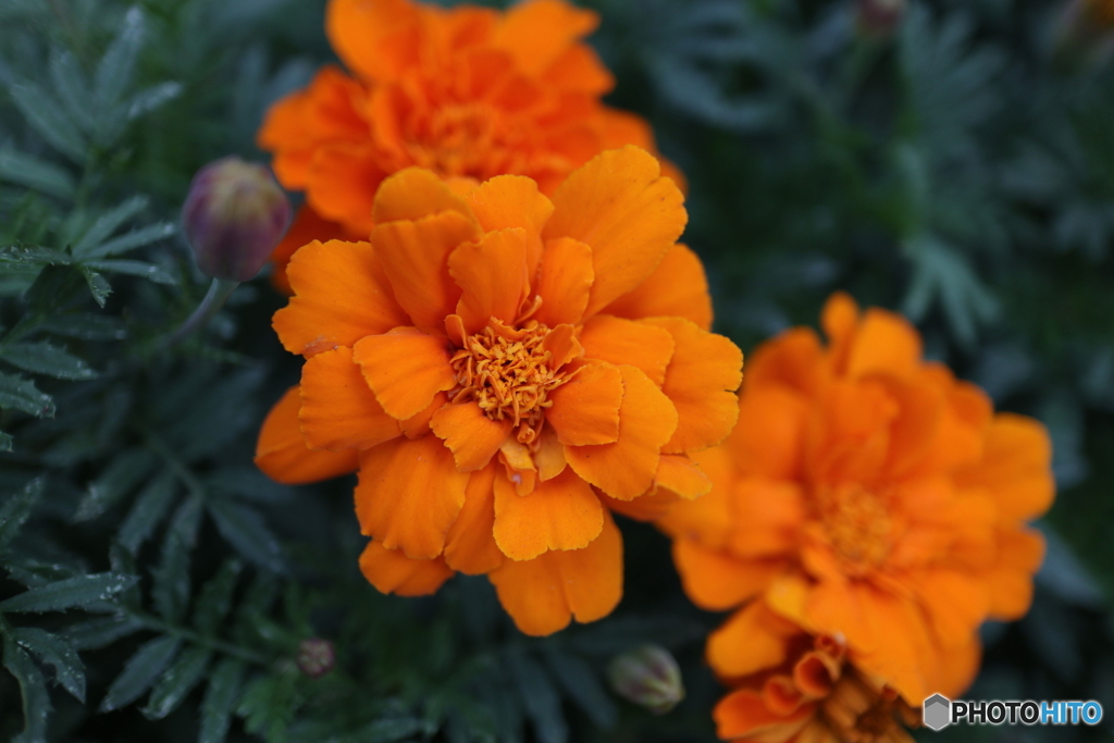 道端に咲く花