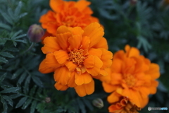 道端に咲く花
