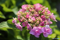 道端に咲く花
