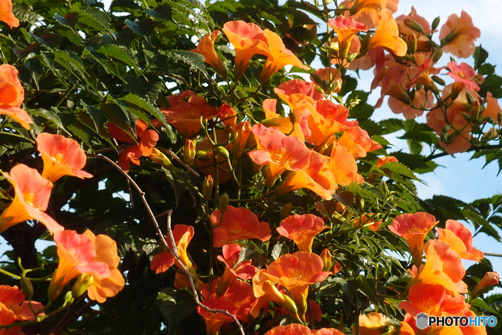 道端に咲く花