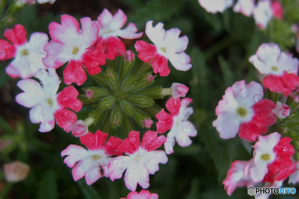 道端に咲く花
