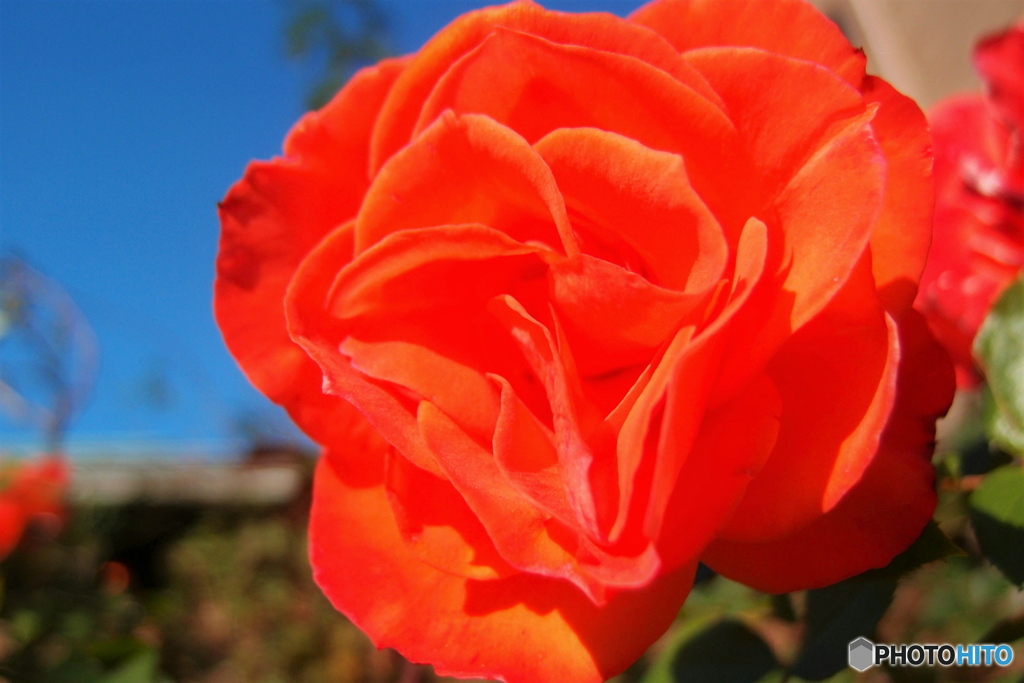 道端に咲く花