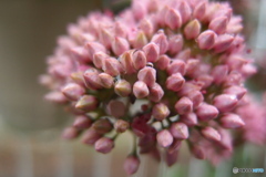 道端に咲く花