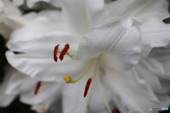 道端に咲く花
