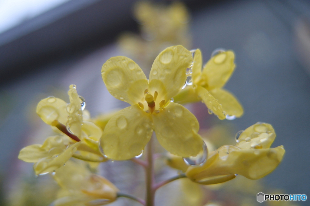 道端に咲く花