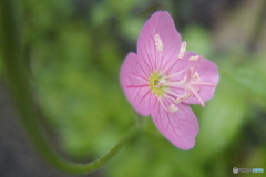 道端に咲く花