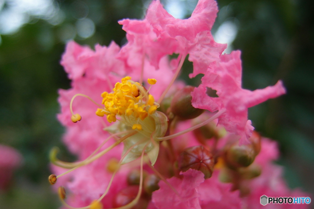 道端に咲く花