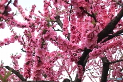 道端に咲く花