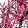 道端に咲く花