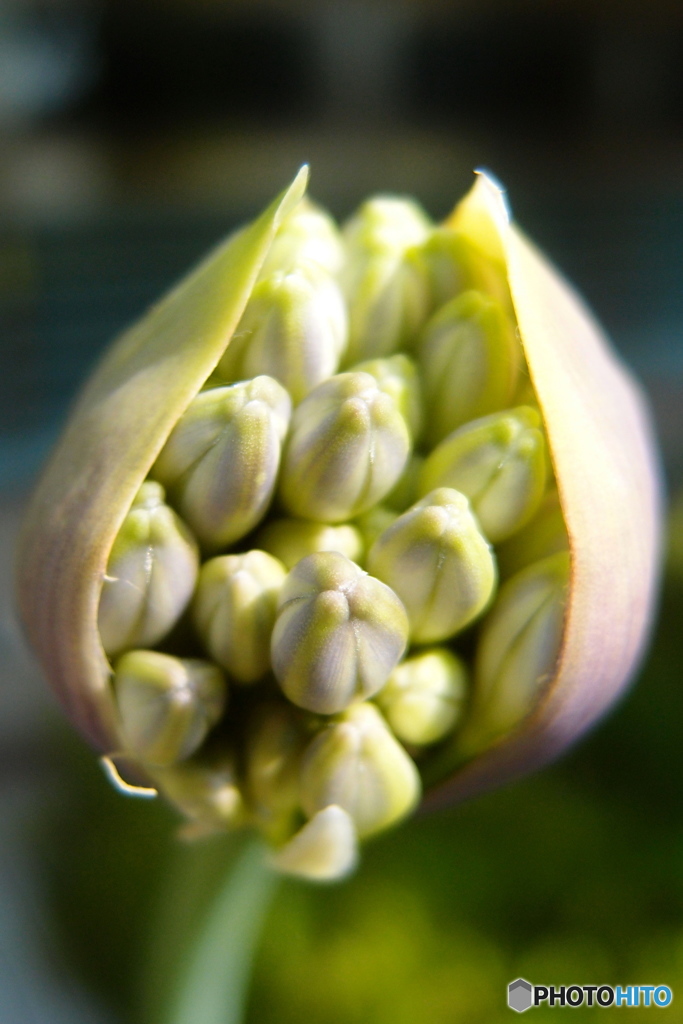 道端に咲く花