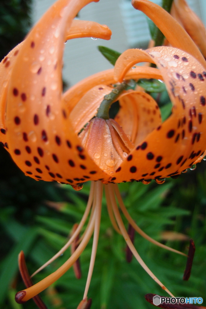 道端に咲く花