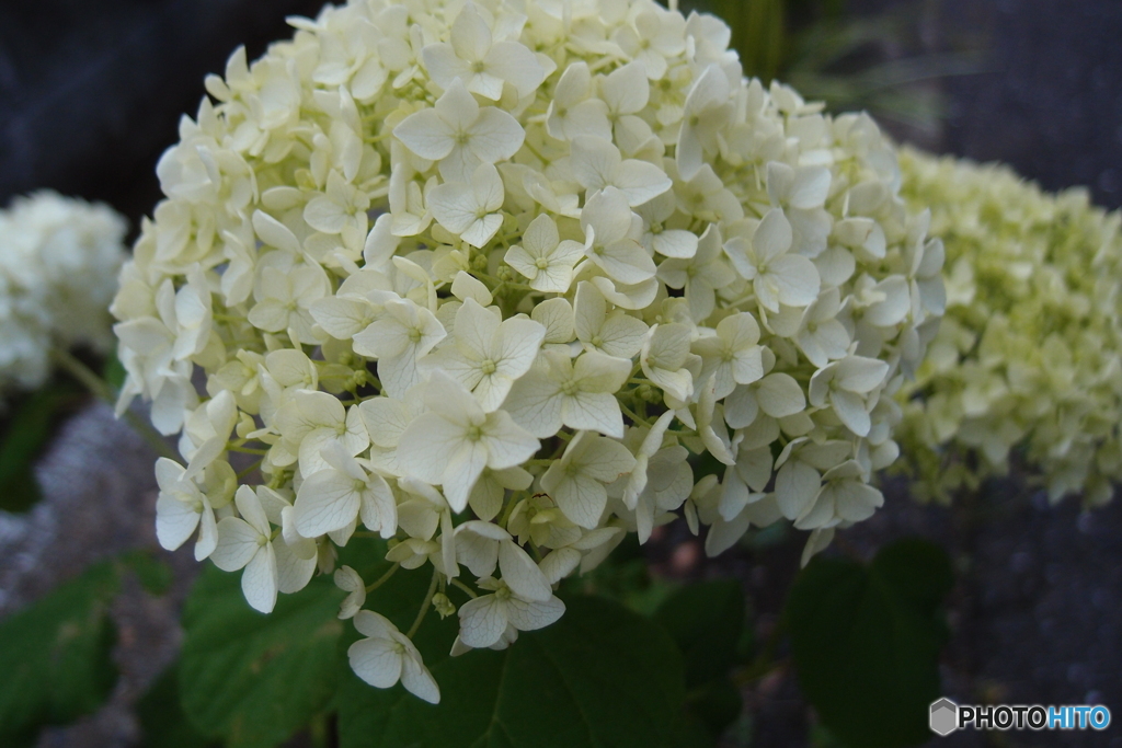 道端に咲く花